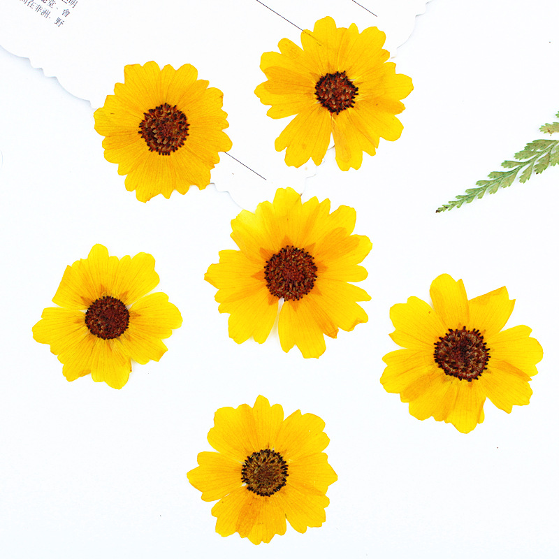 Dried Flower Bookmark - 24 قطعة، زهور أقحوان طبيعية مضغوطة