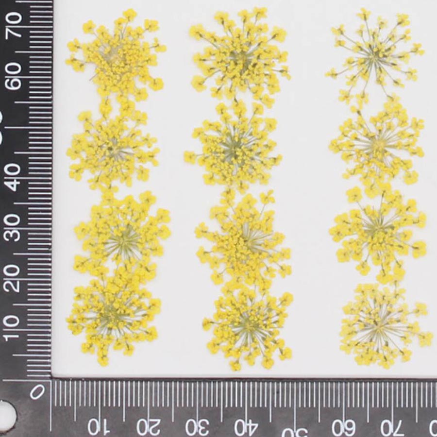 60 قطعة من زهور الأمي ماجوس ال - مراجعة Dried Flower Bookmark وسعره