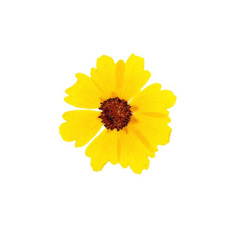 24 قطعة، زهور أقحوان طبيعية مض - مراجعة Dried Flower Bookmark وسعره