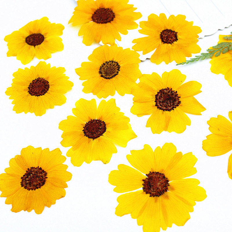 24 قطعة، زهور أقحوان طبيعية مض - مراجعة Dried Flower Bookmark وسعره